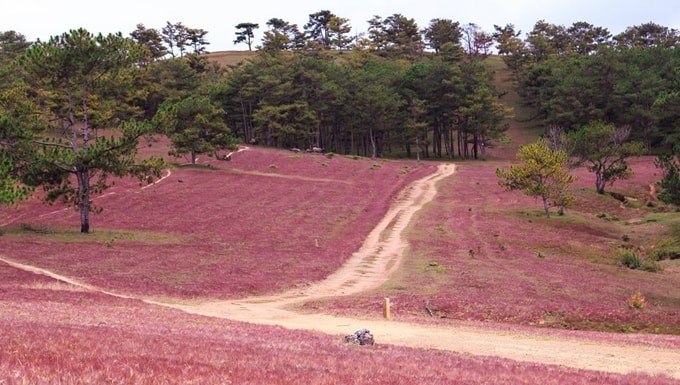 Đồi cỏ hồng Đà Lạt rộng dài như một tấm thảm mềm mại