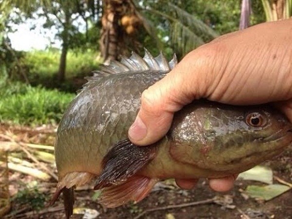 Cá rô đồng U Minh